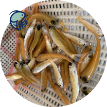 水產品草魚苗批發市場探秘 玉溪鯇魚與金絲草魚苗的農副產品銷售新趨勢